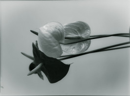 Araceli Navarro Torres