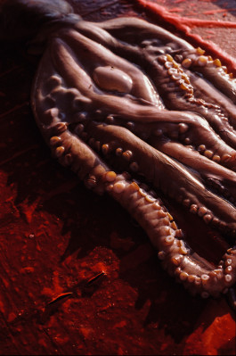 Araceli Navarro Torres