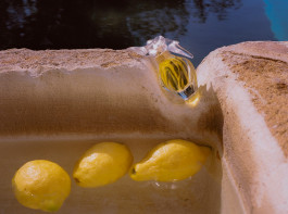 Araceli Navarro Torres