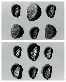 Araceli Navarro Torres