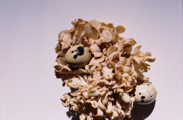 Araceli Navarro Torres