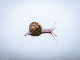 Araceli Navarro Torres