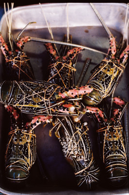 Araceli Navarro Torres