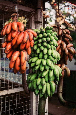 Araceli Navarro Torres