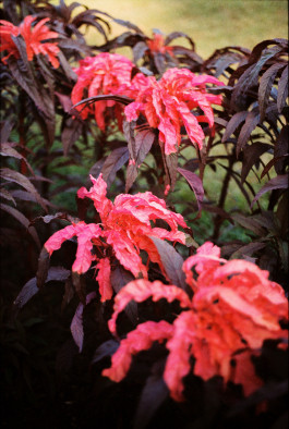 Araceli Navarro Torres