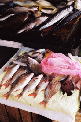 Araceli Navarro Torres